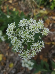 Lepidium draba