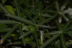 Brachychiton compactus