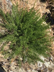 Daucus setifolius
