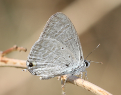 Catochrysops strabo strabo