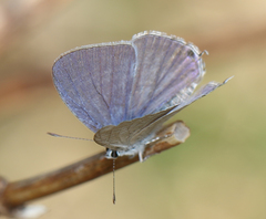 Catochrysops strabo strabo