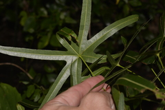 Brachychiton compactus