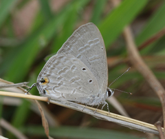 Catochrysops strabo strabo
