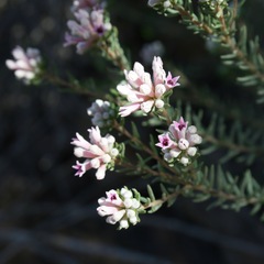 Phylica lachneaeoides