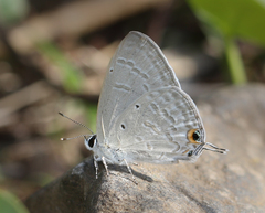 Catochrysops strabo strabo