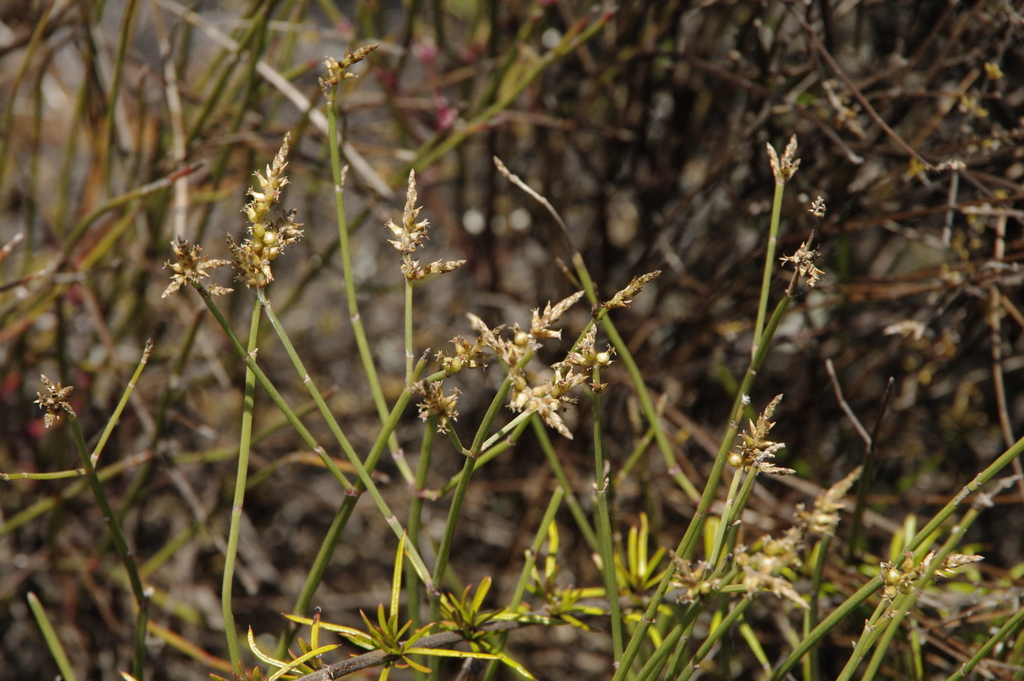 Froelichia juncea