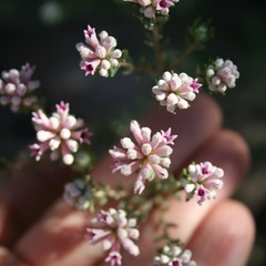 Phylica lachneaeoides