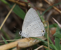 Catochrysops strabo strabo