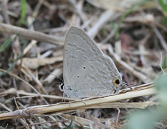 Catochrysops strabo strabo