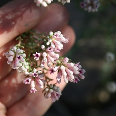 Phylica lachneaeoides