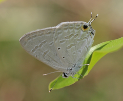 Catochrysops strabo strabo