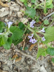 Glechoma hederacea