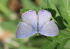 Catochrysops strabo strabo
