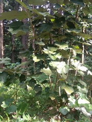 Pterospermum acerifolium