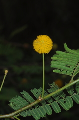 Vachellia aroma