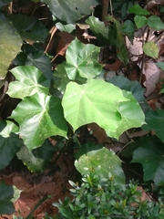 Pterospermum acerifolium