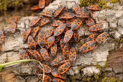 Pyrrhocoris apterus