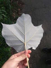 Pterospermum acerifolium