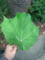 Pterospermum acerifolium