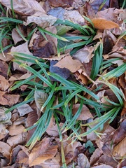Carex blanda