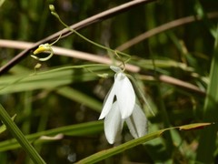 Utricularia leptoplectra