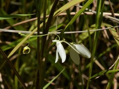 Utricularia leptoplectra
