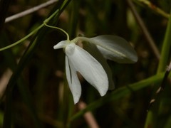 Utricularia leptoplectra