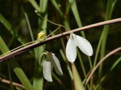 Utricularia leptoplectra