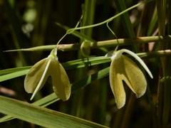 Utricularia leptoplectra
