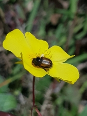 Chasmatopterus