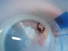 Epialtus brasiliensis