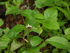 Neuracanthus sphaerostachyus