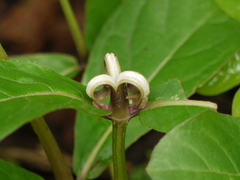 Neuracanthus sphaerostachyus