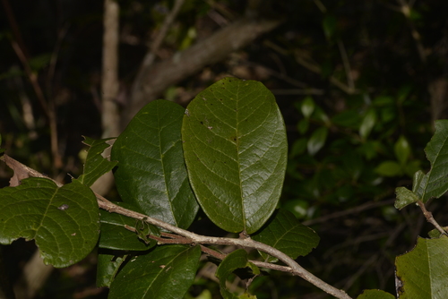 Fitzalania heteropetala observed 2021-04-12