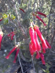 Erica diaphana