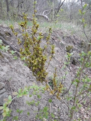 Puccinia brachypodii arrhenatheri