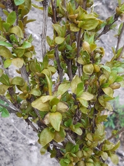 Puccinia brachypodii arrhenatheri