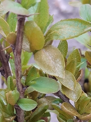 Puccinia brachypodii arrhenatheri