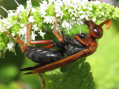 Hemipepsis mauritanica