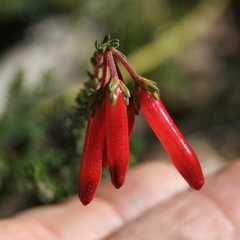 Erica diaphana