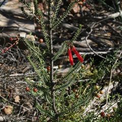 Erica diaphana