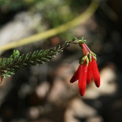 Erica diaphana