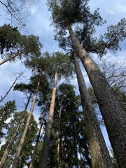 Pinus sylvestris
