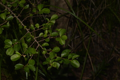 Erythroxylum australe
