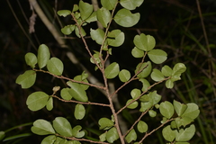 Erythroxylum australe