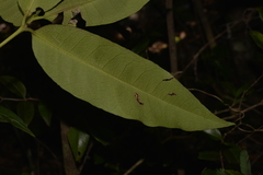 Ixora biflora