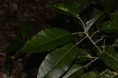 Sarcomelicope simplicifolia