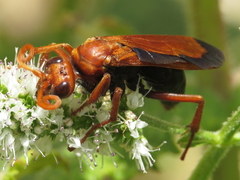 Hemipepsis mauritanica