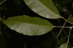 Sarcomelicope simplicifolia