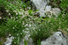 Asperula aristata